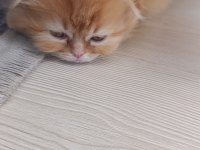 ÖZEL IRK SCOTTİSH FOLD LONGHAİR