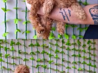 Minipatilertr Farkı İle Red Toy Poodle Bebekler