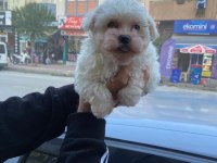 Safkan dişi ve erkek köpekler mevcut