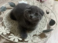 British ve Scottish fold yavrularımız