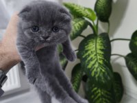 Scottish fold kedisi