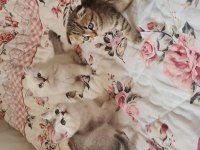 2 aylık scottish fold ve british