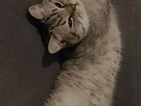 British Shorthair oğlumu ücretsiz sahiplendiriyorum