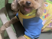 Poodle kızımız