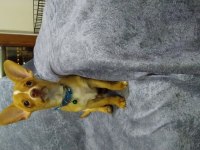 3 aylık eğitimli chihuahua