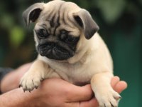 AKKUŞ ÜRETİM ÇİFTLİĞİNDEN PUG YAVRULARI