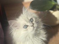 Safkan uysal chinchilla bebeklerimiz yuvaya hazır