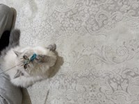 Beyaz british longhair
