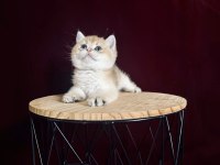 Dişi ve erkek british shorthair bebeklerim