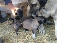 Sivasın has kangal köpekleri