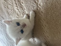 Mavi gözlü british shorthair yavru kediler