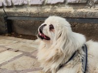 1.5 Yaşında Çok Zeki Dişi Pekinez Köpeği