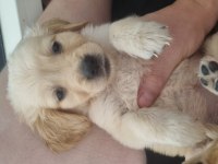 Golden Retriever Dişi Yavru