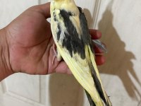 40 GÜNLÜK FULL EVCİL PİED RENK BEBEK SULTAN