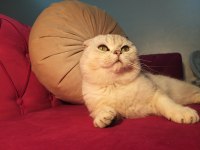 Safkan scottish fold silver ns11