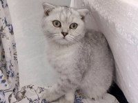 4 aylık scottish fold cinsi erkek