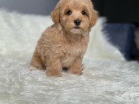Orijinal Toy Boyut F1 Maltipoo