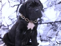 Fcı-Kıf Secereli Safkan Cane Corso Köpekler
