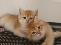 yavru british shorthair kediler