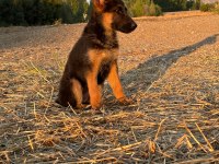 ŞECERELİ ALMAN ÇOBAN KÖPEĞİ SHOW KAN HATTI