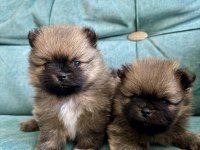 Pomeranian Teddy Bear Yavrularımız