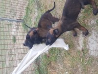 Köyü renk malinois