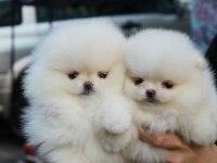Pomeranian boo teddy bear