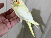 41 Günlük Ful Evcil Lutino Bebek Sultan Papağanı