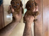Poodle Yavrular