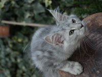 Kalitenin Adresi Big Claw Maine Coon