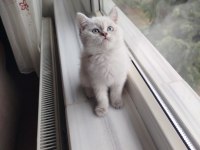 British Shorthair Dişi Uyguna