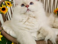 SHOW KALİTE SAFKAN BRITISH LONGHAIR LİLAC GOLDEN YAVRULAR