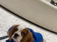 Aşıları tam çipli 5 aylık cavalier king charles