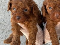Toy poodle yavrularımız ruhsatlı çiftliğinden