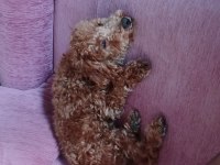 Toy poodle 6 aylık