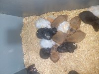 Yavru ve yetişkin hamster