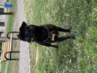 Siyah pug Pascal için yuva arıyoruz