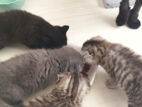 45 günlük scottish fold yavrular