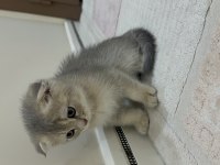Sevimli ve yakışıklı scottish fold