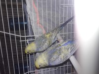 1 Çift Rainbow Muhabbet Kuşu TSK bilezikli