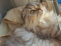 Scottish fold longhair erkek kedimiz