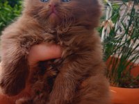 Cinnamon erkek british shorthair