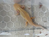 Axolotl semender 17-18 cm