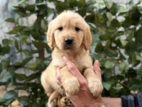 Tatlı golden köpeklerimiz yeni yuvasını bekliyor