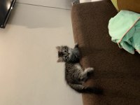 Ücretsiz ev kedisi 2 aylık