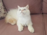 Kar Topu İran Kedisi Oğlum