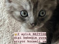 British shorthair dişi bebek