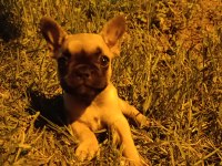 3 aylık french bulldog kızımız