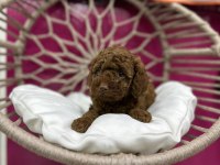 RED BROWN TOY POODLE IRK VE SAĞLIK GARANTİLİ YAVRULAR