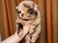 Pomeranian Merle Chocolate Kızımız